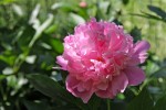 dernières_pivoines1.jpg