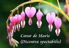 dicentra.JPG