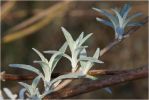 feuilles_de_buddleja.jpg