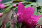 fleur_de_Noël-2.jpg