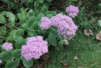 fleurs_d_automne1.jpg