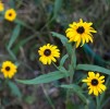 fleurs_d_automne2.jpg