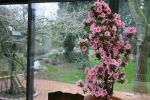 fleurs_de_janvier.JPG