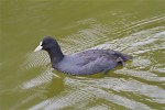 foulque-1.jpg