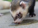 furet.JPG