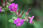 geranium_lundiJPG.jpg