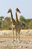 girafe1.jpg