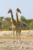 girafe1.jpg