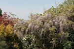glycine_et_boules_de_neige.JPG