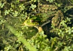 grenouille_-_1.jpg