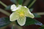 hellebore.jpg