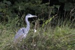 heron-1.jpg