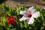 hibiscus2.JPG