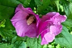 hibiscus_-_1_28129.jpg