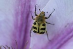 insecte2_30-5-09.JPG