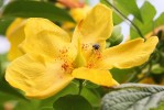insecte4_3-7-09.JPG