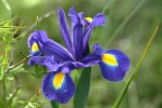 iris_30-5-09.JPG