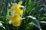 jonquilles.JPG