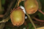 kiwi.jpg