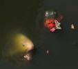 koi-3.jpg