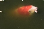 koi-4.jpg