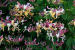 lonicera2.JPG