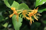 lonicera_-_1.jpg