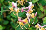 lonicera_-_2.jpg