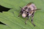 macro_insecte_1.jpg