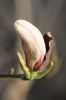 magnolia_rustica.JPG