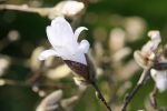 magnolia_stellata.JPG