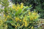 Nom du fichier=mahonia.JPG
Taille du fichier=176Ko
Dimensions : 800x533
Ajouté le : 27 Octobre 2007 mahonia.JPG