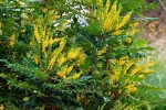 mahonia1.jpg