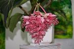 Nom du fichier=medinilla2.JPG
Taille du fichier=64Ko
Dimensions : 500x333
Ajouté le : 24 Août 2006 medinilla2.JPG