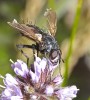 mouche11.jpg