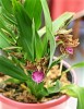 odontoglossum_-_2.jpg