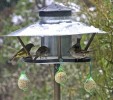 oiseaux-1.jpg