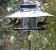 oiseaux-2.jpg