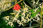 orchiD-01.jpg