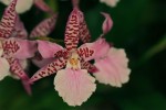 orchiD-05.jpg