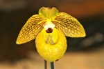 orchiD-06.jpg