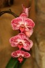 orchiD-07.jpg