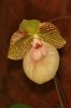 orchiD-08.jpg