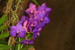 orchiD-09.jpg