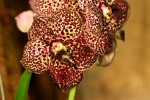 orchiD-10.jpg