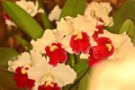 orchiD-11.jpg