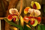 orchiD-12.jpg