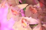 orchiD-15.jpg