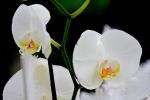 orchidée1.JPG