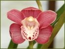 orchid2.JPG
